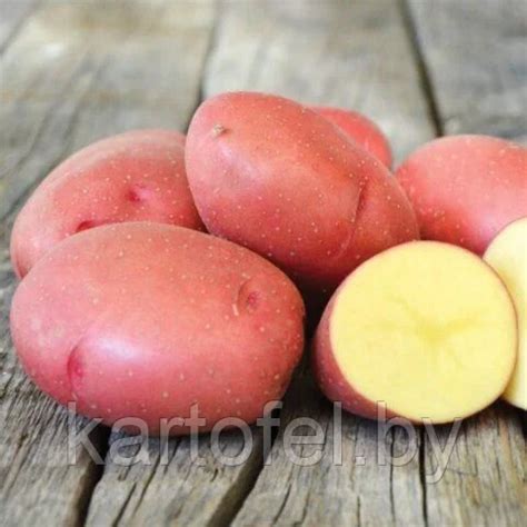 Семенной картофель Коломба 2PC купить по низкой цене