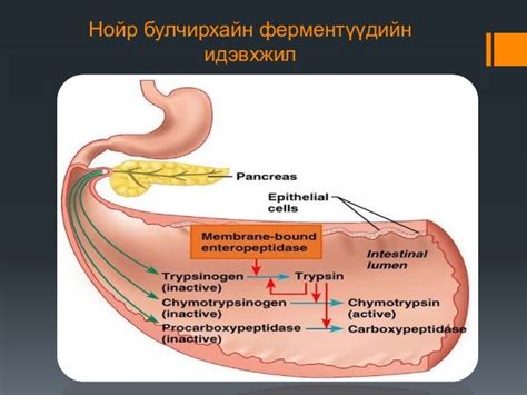 нарийн гэдсэнд хоол боловсрох