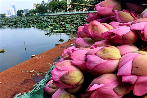 Trà sen Tây Hồ: Nét đẹp trong văn hóa Việt