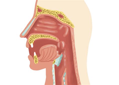 The anatomy responsible for language - Manitoba News