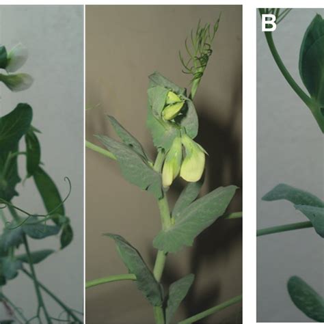 Comparative data on morphological characteristics of transgenic and WT ... 