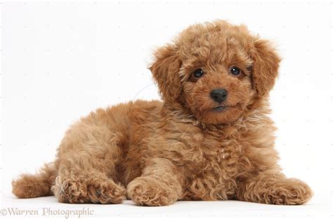 Toy Poodle Puppies Brown