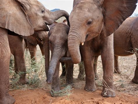 When elephant moms need help, nannies step in | National Geographic