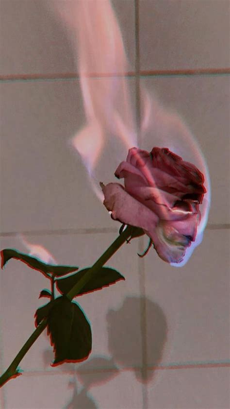 Fire Rose Wallpapers - Wallpaper Cave