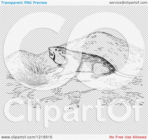 Clipart of a Black and White Pocket Gopher Outside a Den - Royalty Free ...