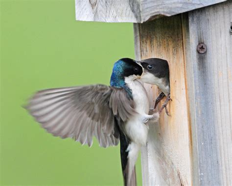 NestWatch | Nest Box Placement - NestWatch