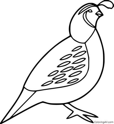 Quail Coloring Pages (21 Free Printables) - ColoringAll
