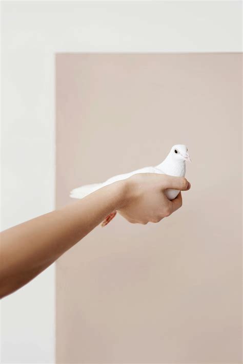 Peace Dove Photos, Download The BEST Free Peace Dove Stock Photos & HD ...