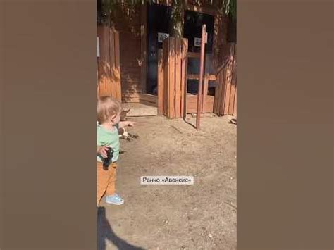 Наша поездка на ранчо «Авенсис»🦌🐐🦙🐇🐓 - YouTube