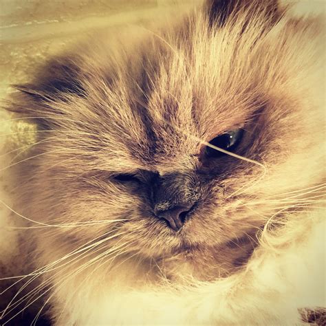 Blue Point Persian Romeo | Blue point, Persian cat, Cats