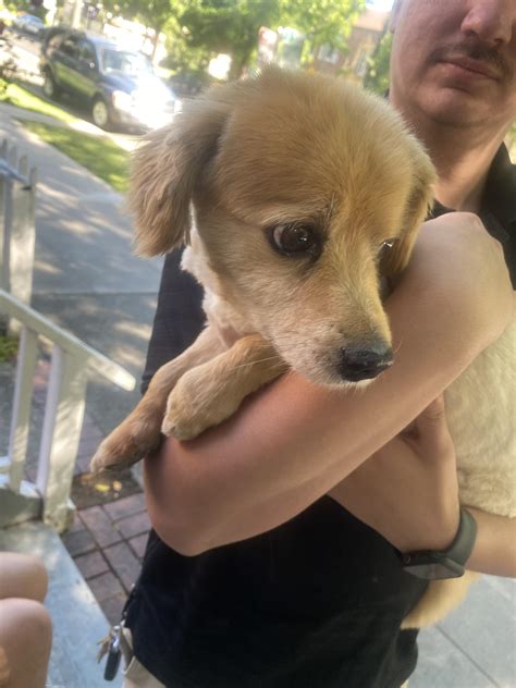 Found puppy Midtown : r/Sacramento