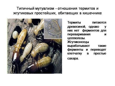 Симбиоз - Презентации по биологии