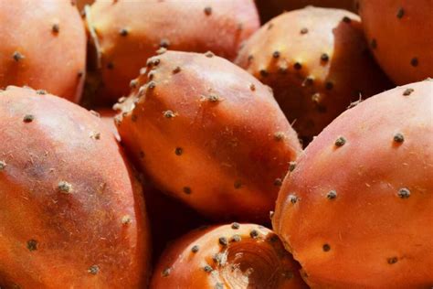 es la tuna  cuales son sus beneficios  la salud