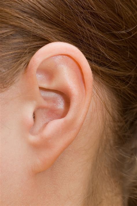 female ear - pictures, photos