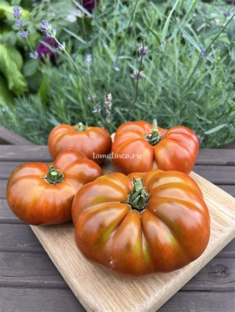 Гном Маралинга ( Maralinga, Австралия, США ) – Tomatinсa.ru