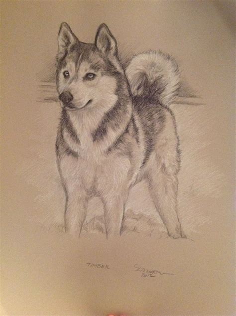 Husky Dog Pencil Drawing