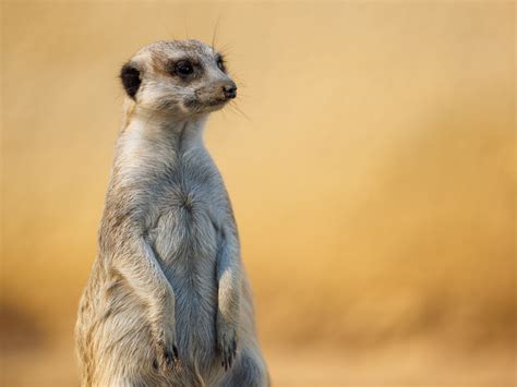 meerkat  stock photo public domain pictures