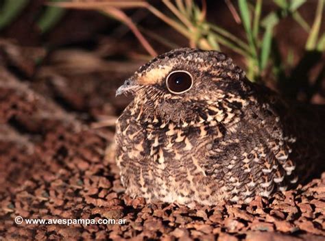 ATAJACAMINOS ALA NEGRA (Eleothreptus anomalus) - Aves Argentinas