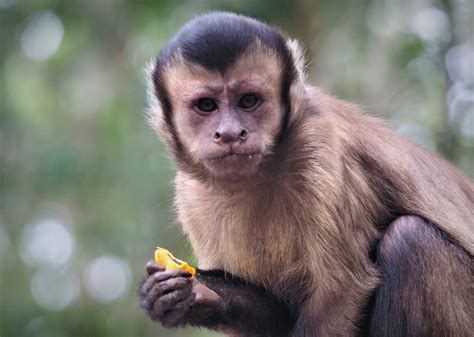 Capuchin Monkey - Monkeyland™ | Monkeyland Primate Sanctuary