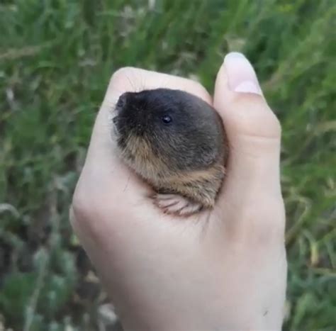 Обыкновенная слепушонка (Красная Книга Казахстана) · BioDiversity4All