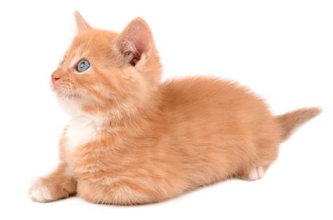Premium Photo | Ginger kitten