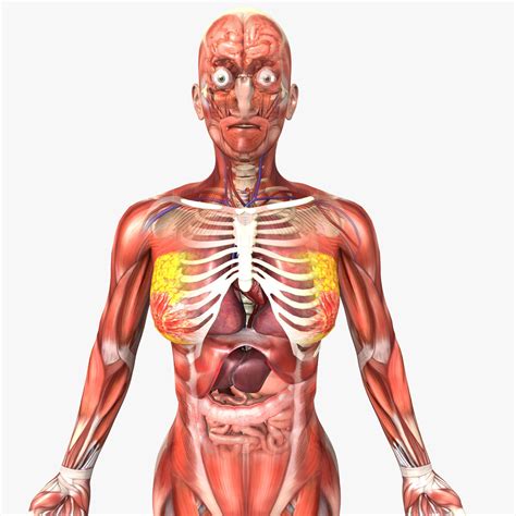 Human Female Anatomy 3D model rigged | CGTrader
