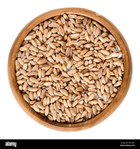 Spelt wheat triticum spelta hi-res stock photography and images - Alamy