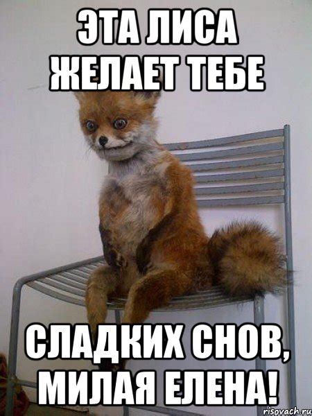 эта лиса желает тебе сладких снов, милая елена!, Мем Упоротая лиса ...