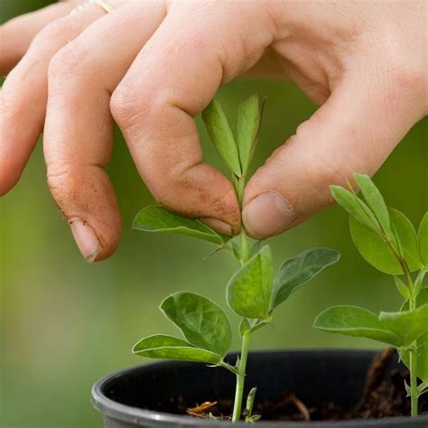 How To Grow Garden Peas