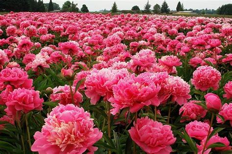 Peony Gardens | Thinking Outside the Boxwood