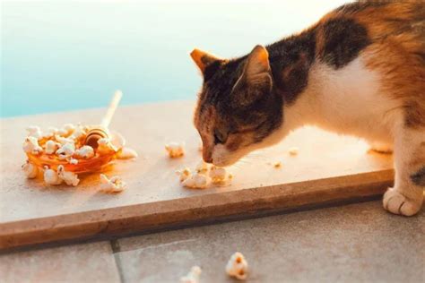 Gato Pode Comer Pipoca - Gato Pode Comer Pipoca? – NCNDV