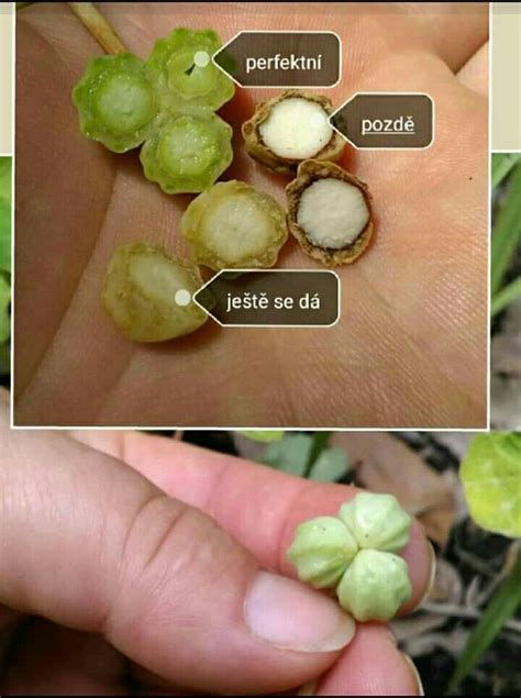Správná semena na tinkturu | Food, Vegetables, Garlic