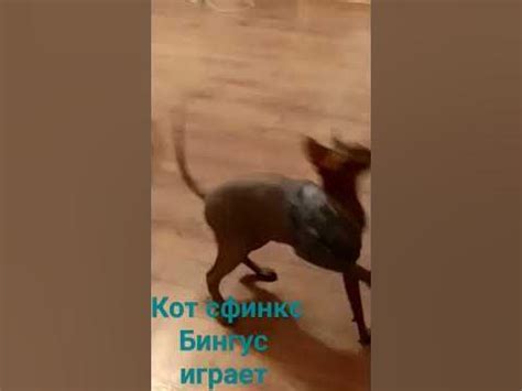 кот Бингус играет - YouTube