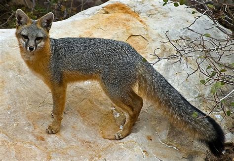 gray fox  incredible tree climbing canid  breathing planet