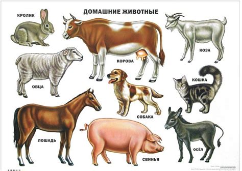 Плакат: ДОМАШНИЕ ЖИВОТНЫЕ