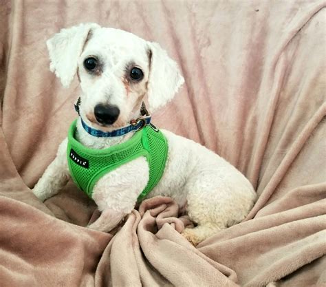 Mitsy (Cali) – Da Vinci's Dream