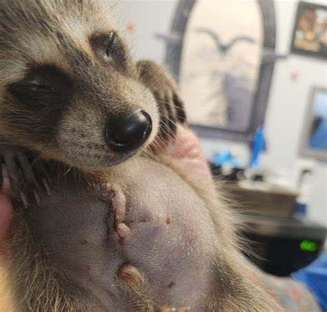 Pocon... - Pocono Wildlife Rehabilitation and Education Center