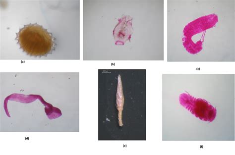 questions  answers  meiofauna science topic