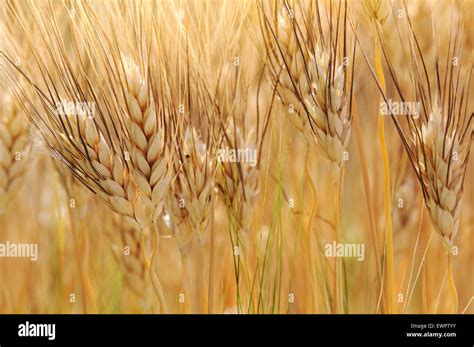 Triticum Durum High Resolution Stock Photography and Images - Alamy