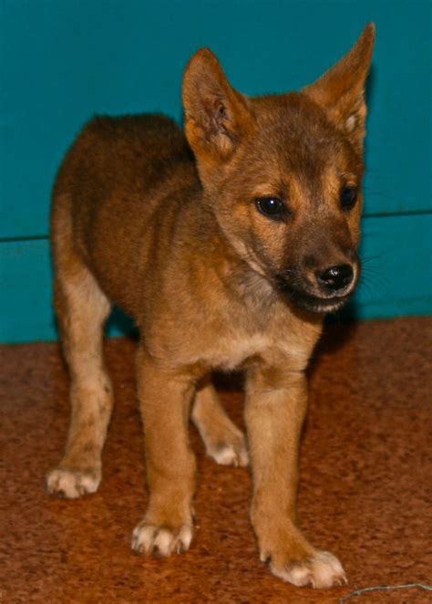 Camp Dog of the week: "Ding" the Dingo Pup - The Northern Myth