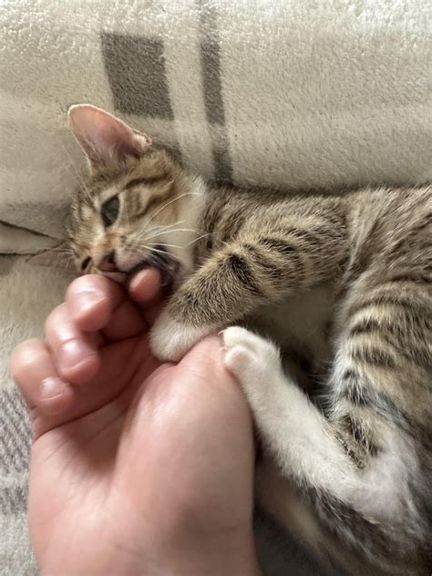how to stop kitten biting 9