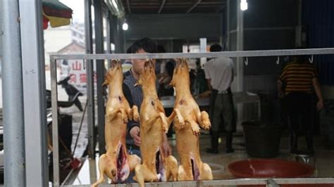 china dog meat festival begins  yulin   pictures