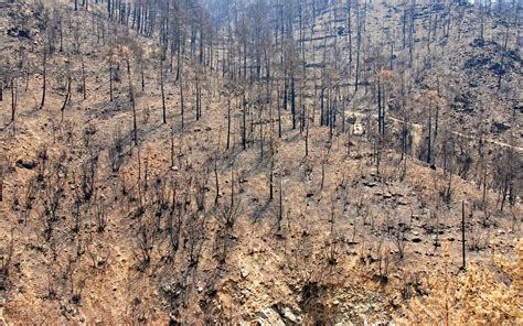 Secondary succession | Definition, Stages, & Facts | Britannica