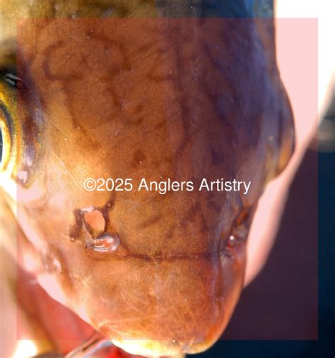 Brook Trout Reference Photo Bundle - Anglers Artistry