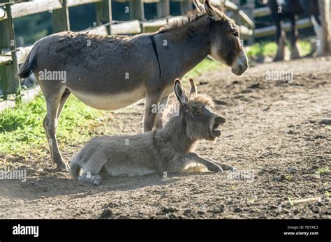 Miniature donkey jenny and foal Stock Photo - Alamy