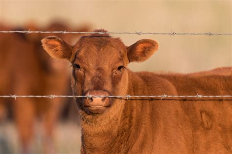 29 Temple Grandin Quotes on Animals and Life