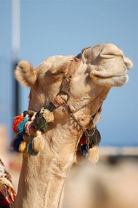 Camel Camel Camel - CimoL - ComeL