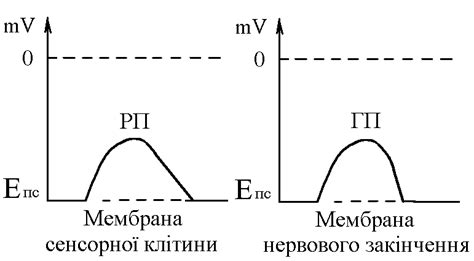 2. Поняття про рефлекс. Будова рефлекторної дуги та її ланок.