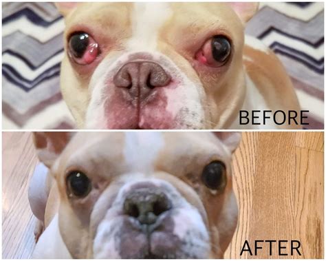 Brachycephalic Syndrome Part 2: Eyes | The Pet Hospitals