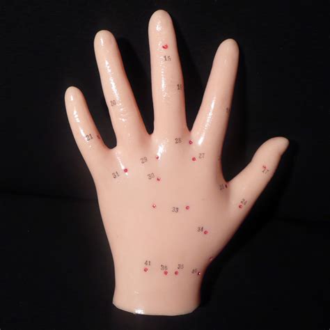 Anatomical Human Hand Acupuncture Model | Acupuncture Models – Products